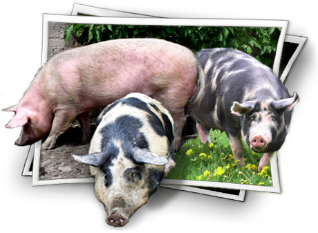 Baza świń ras rodzimych - zdjęcia świń